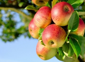 molla dhe shendeti