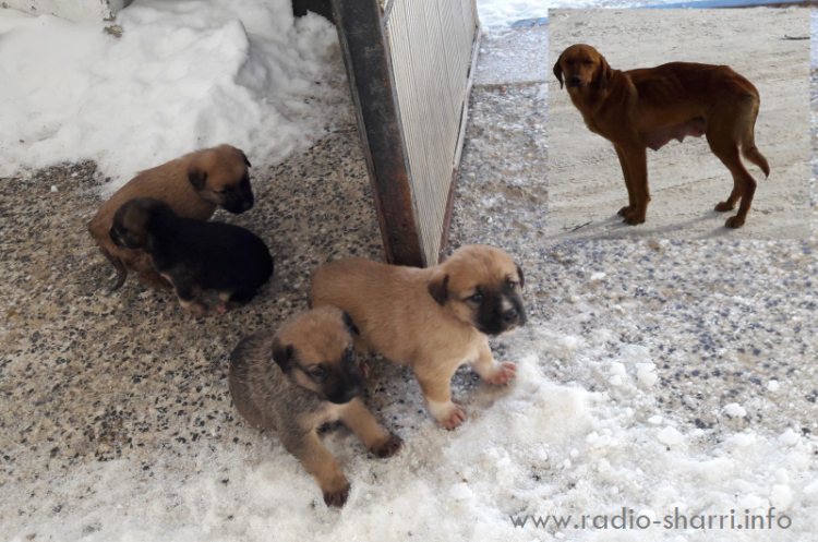 Skandaloze: Dragashi bëhet vendi ku hidhen qentë! item-thumbnail