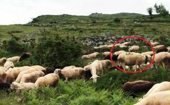 Në Opojë vidhen rreth 100 dele – Pronari ndodhej në spital!